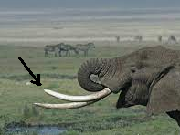  χαυλιόδοντας 